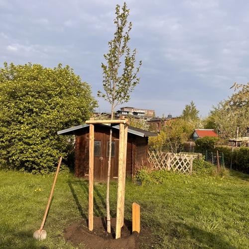 Pflanzung Ehrenamtsbaum f&uuml;r Gfrdn. Jeanette Storbeck